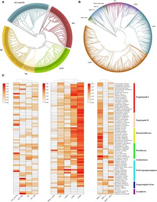 Dynamic evolution of MADS-box genes in extant ferns via large-scale phylogenomic analysis
